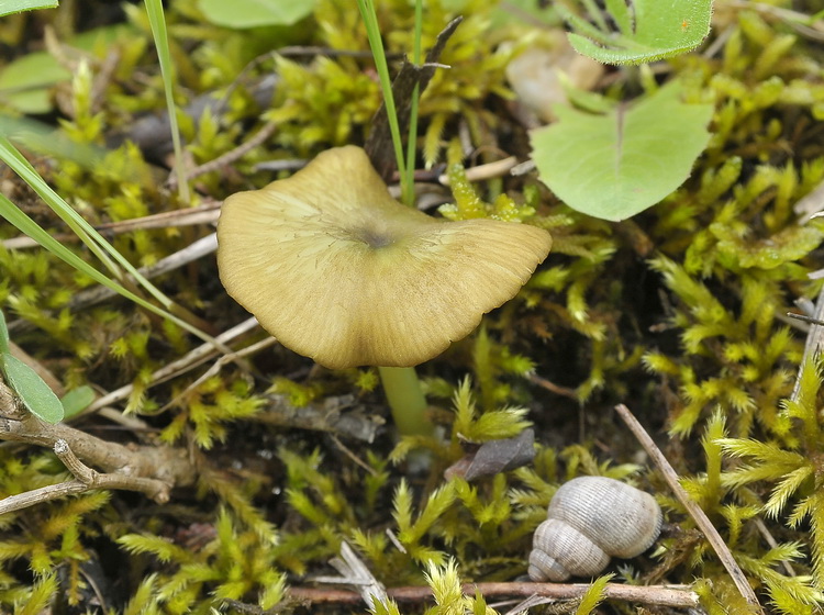 Entoloma incanum